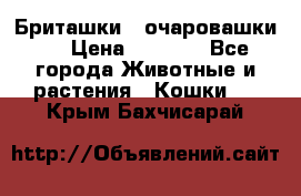 Бриташки - очаровашки.  › Цена ­ 3 000 - Все города Животные и растения » Кошки   . Крым,Бахчисарай